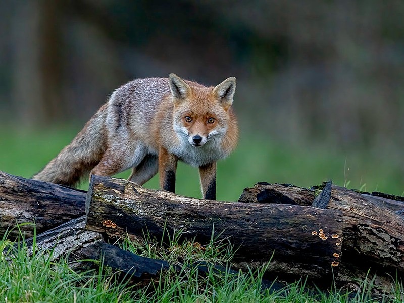 _F7A3099-Edit-Edit - The Fox Hide photos