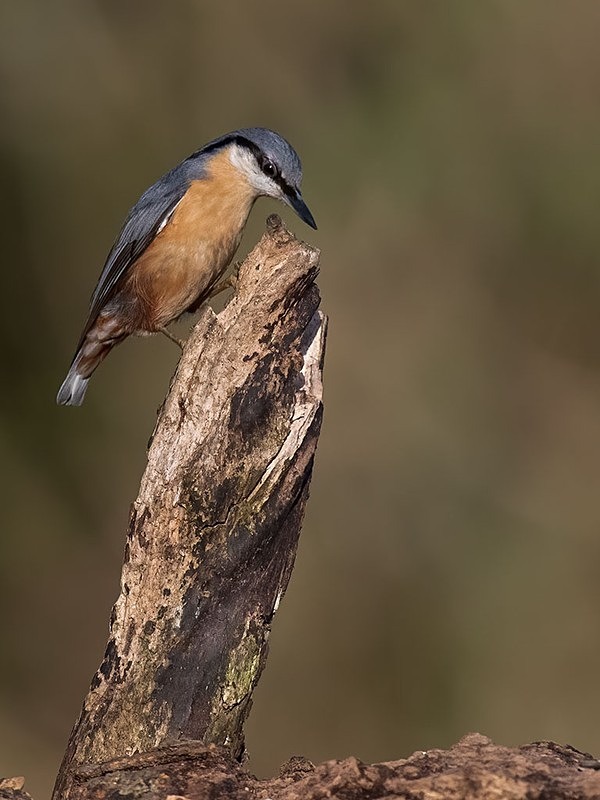 AU8I1543-Edit-Edit - woodland bird hide