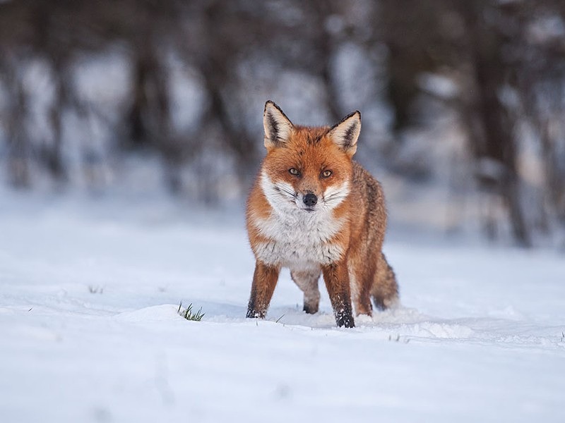 894C7647 - THE FOX HIDE EXPERIENCE