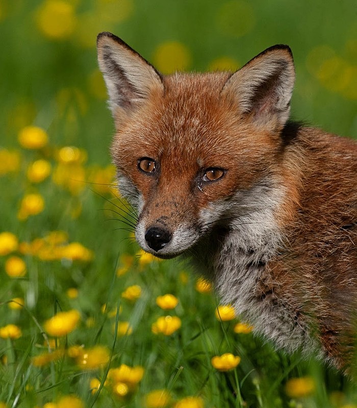 894C0318 - THE FOX HIDE EXPERIENCE