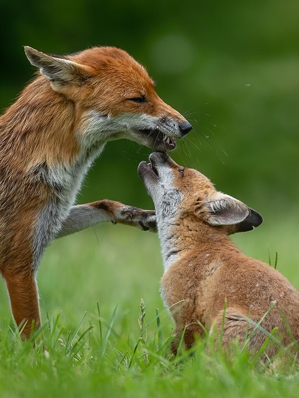 AU8I3804-Edit-Edit copy - THE FOX HIDE EXPERIENCE