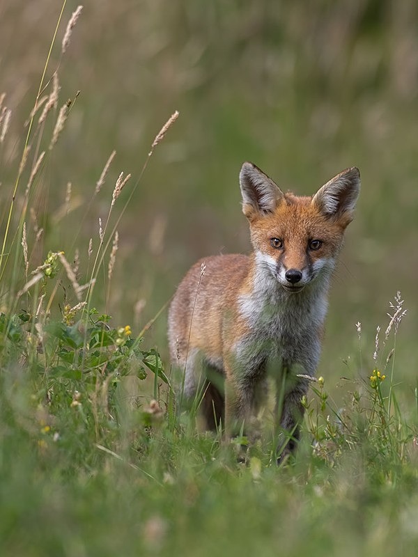 young fox - The Fox Hide photos
