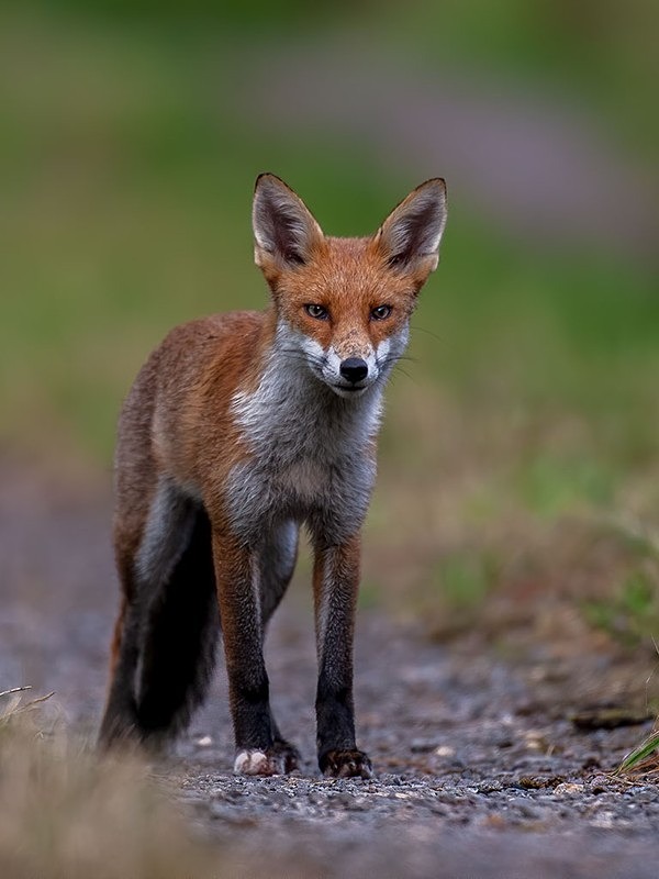894C3685-Edit-Edit-Edit - The Fox Hide photos
