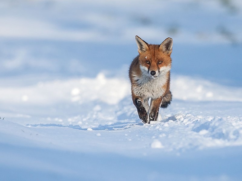 son of snow 1 - THE FOX HIDE EXPERIENCE