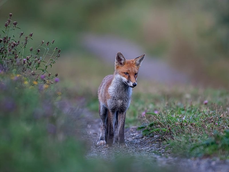 young and free - THE FOX HIDE EXPERIENCE