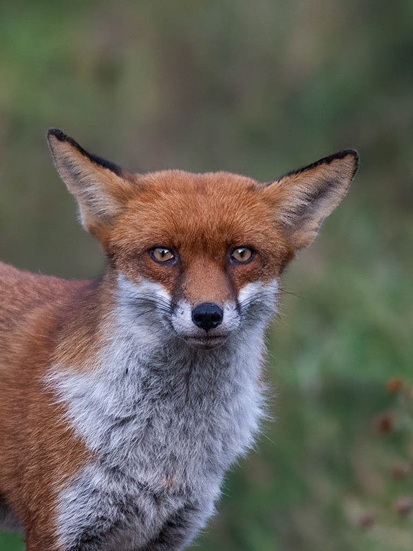big ars5 - THE FOX HIDE EXPERIENCE