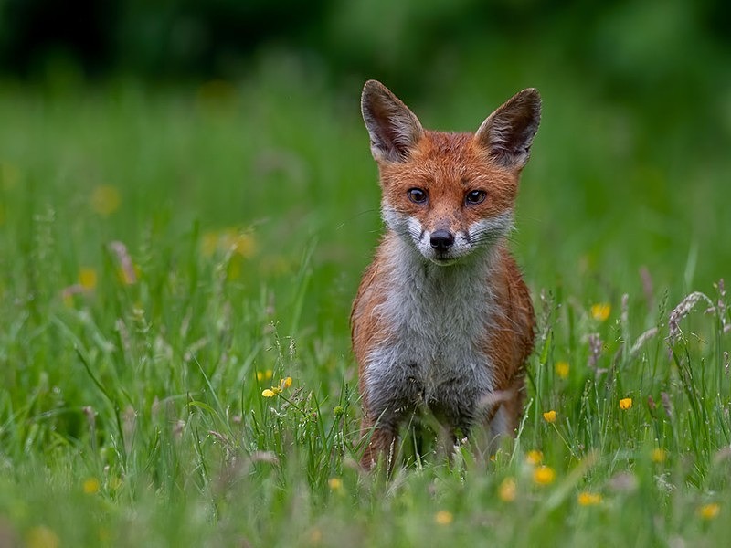 894C1322-Edit-Edit - The Fox Hide photos