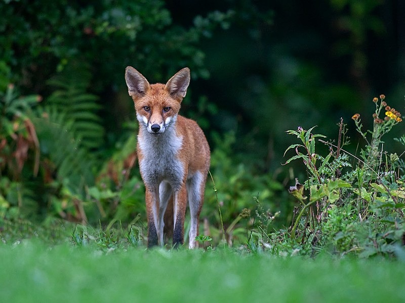 yf - THE FOX HIDE EXPERIENCE