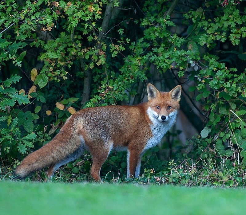  - THE FOX HIDE EXPERIENCE