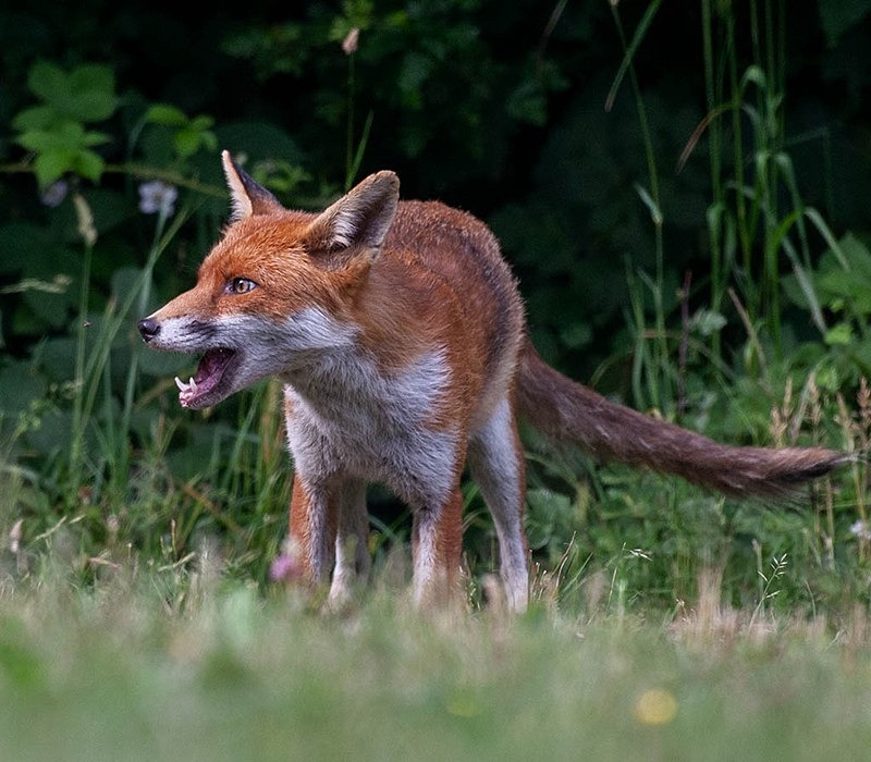894C1321 - THE FOX HIDE EXPERIENCE