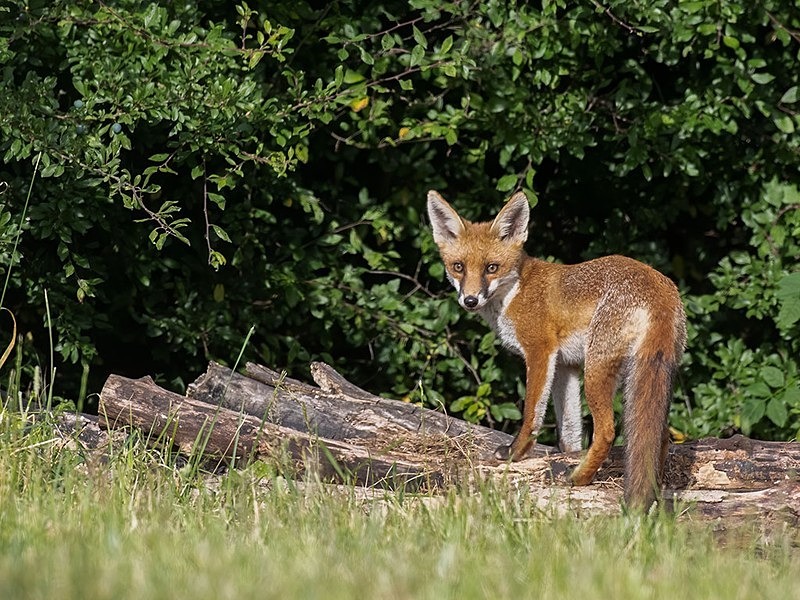 AU8I7859-Edit-Edit - The Fox Hide photos