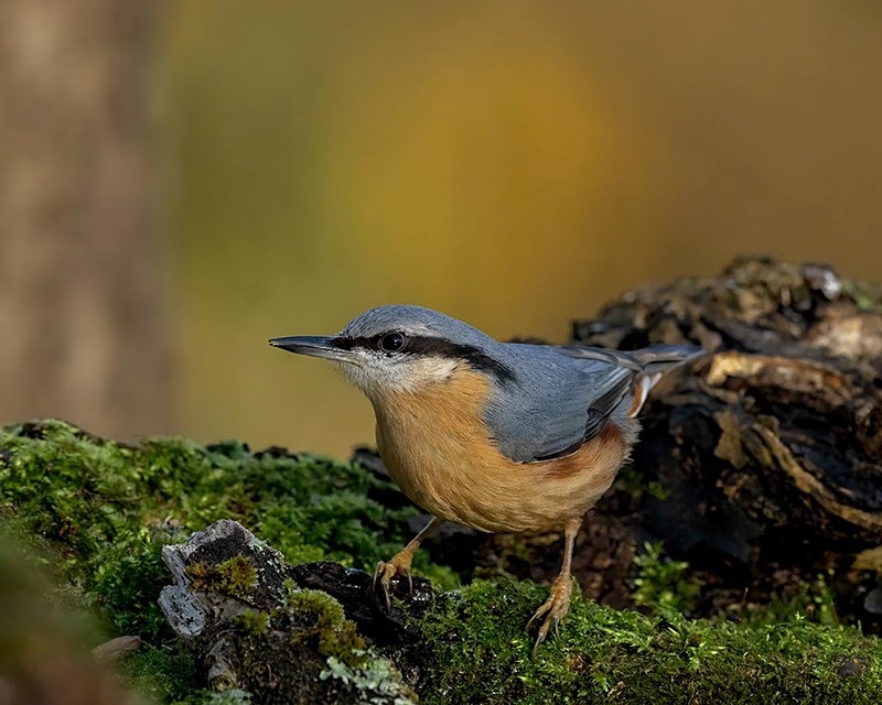 _F7A8581-Edit-Edit - woodland bird hide