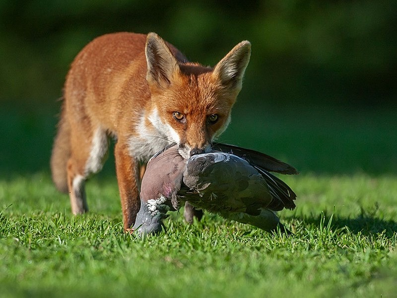 894C5988 - THE FOX HIDE EXPERIENCE