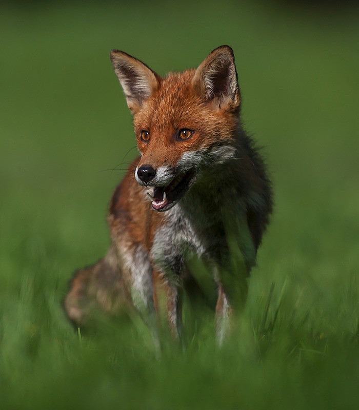 portrate ringo1 - THE FOX HIDE EXPERIENCE