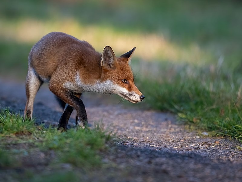 AU8I4762-Edit-Edit - The Fox Hide photos
