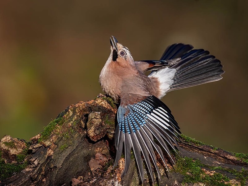 jay protecting acorn - woodland bird hide