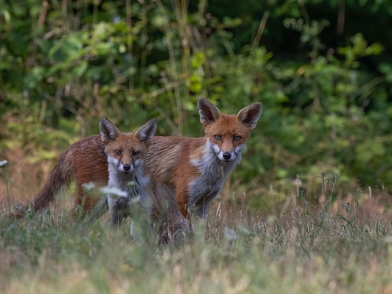 AU8I8472-Edit-Edit - The Fox Hide photos