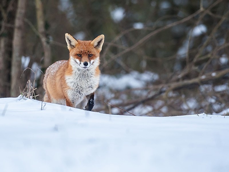 vixen 1 - THE FOX HIDE EXPERIENCE