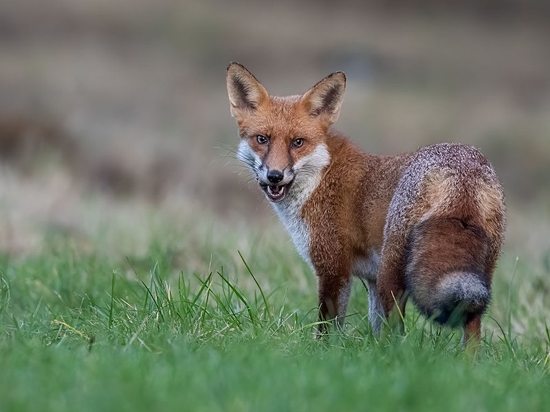 AU8I6456-Edit-Edit - The Fox Hide photos