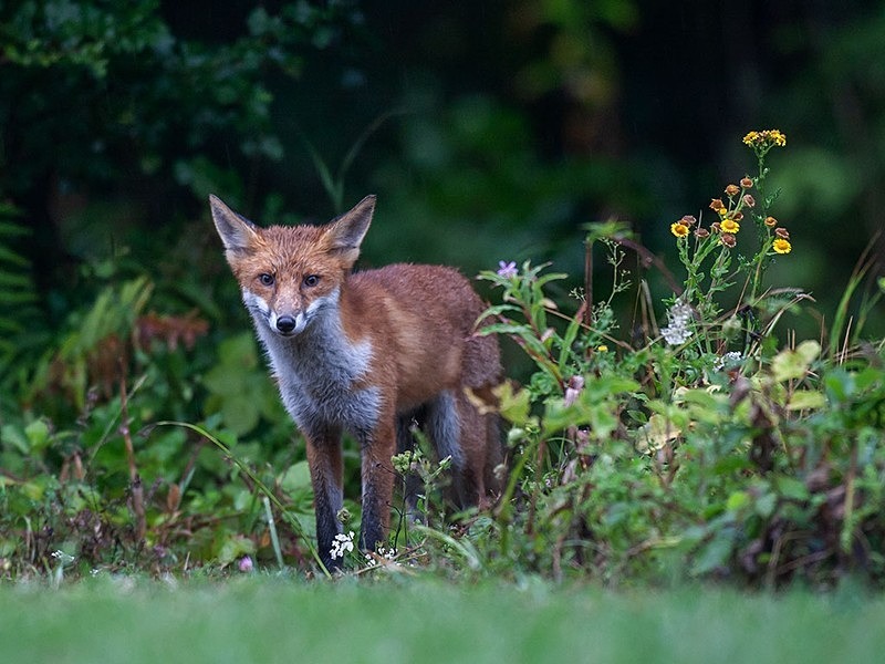 894C4096 - THE FOX HIDE EXPERIENCE