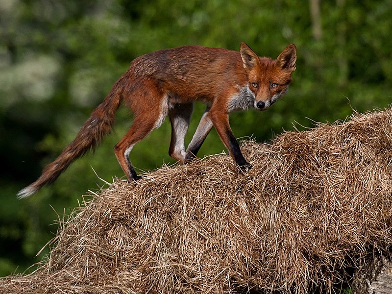 clever brutus - the fox hide