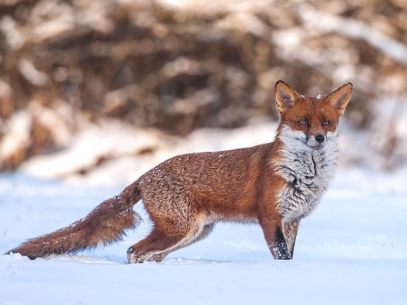 - the fox hide