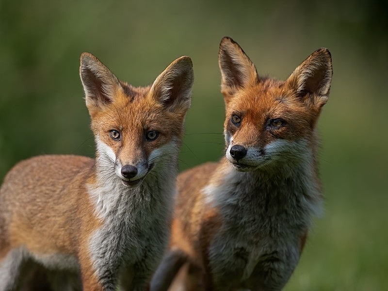 proud mum - THE FOX HIDE EXPERIENCE