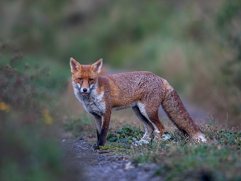 beauty - THE FOX HIDE EXPERIENCE