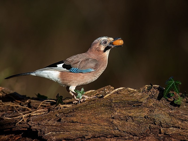 another jay - woodland bird hide