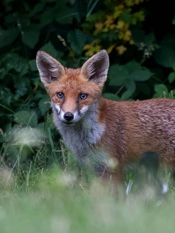 baby - THE FOX HIDE EXPERIENCE