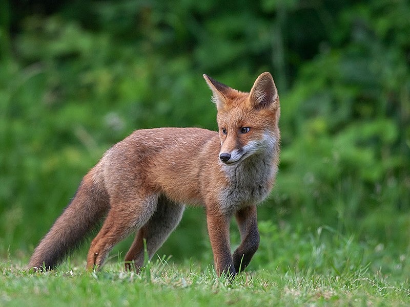 cub11 - THE FOX HIDE EXPERIENCE
