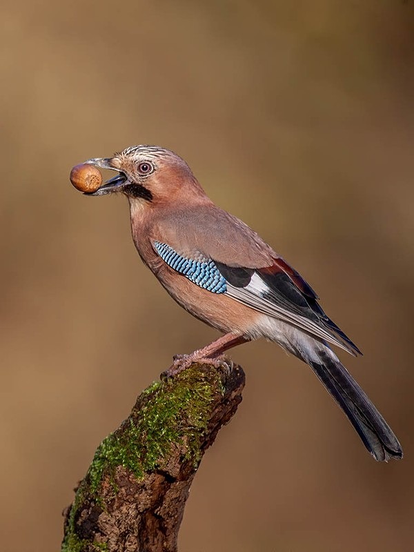 894C8557-Edit - woodland bird hide
