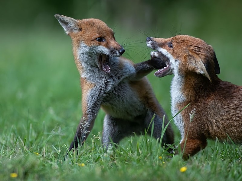 AU8I4956-Edit-Edit copy - THE FOX HIDE EXPERIENCE