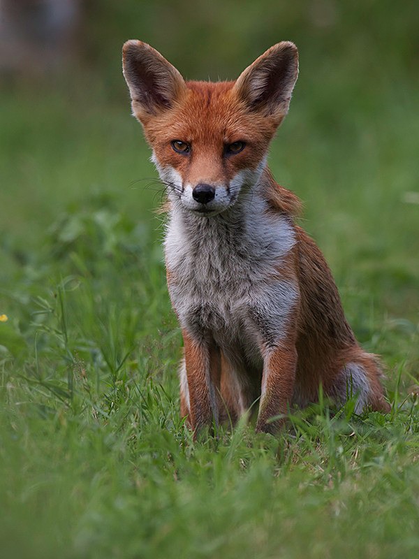 millie6 - THE FOX HIDE EXPERIENCE