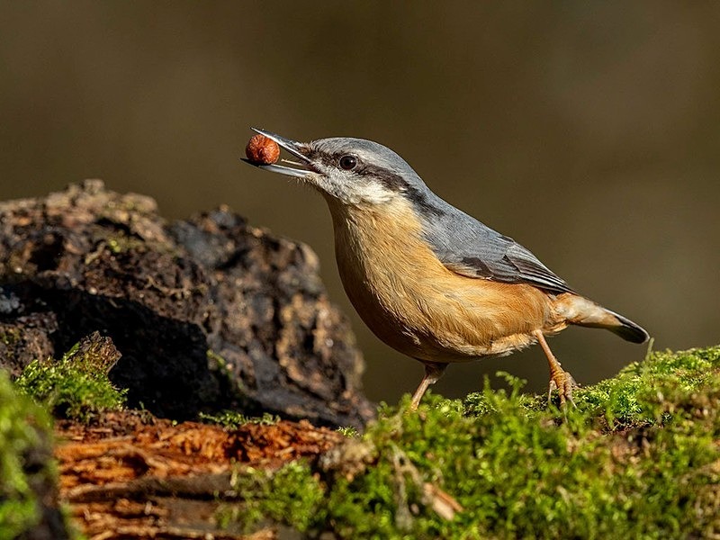_F7A7697-Edit - woodland bird hide