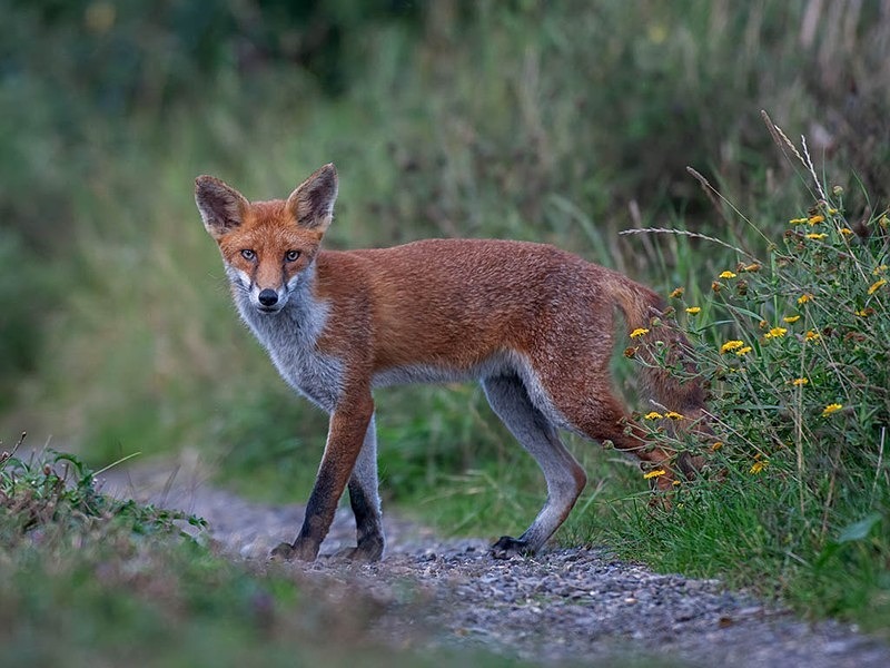 all grown up - THE FOX HIDE EXPERIENCE