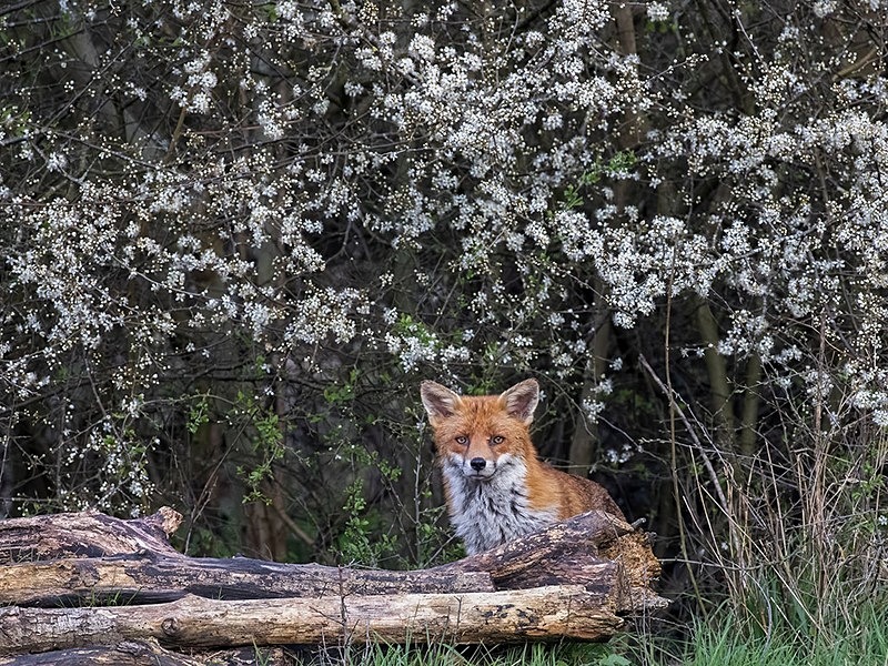 AU8I1716-Edit-Edit copy - The Fox Hide photos