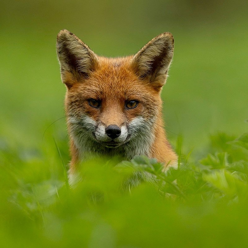 _F7A0601-Edit - THE FOX HIDE EXPERIENCE