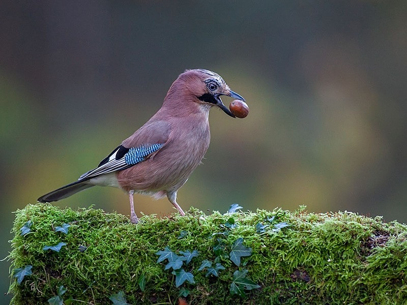 another jay - woodland bird hide