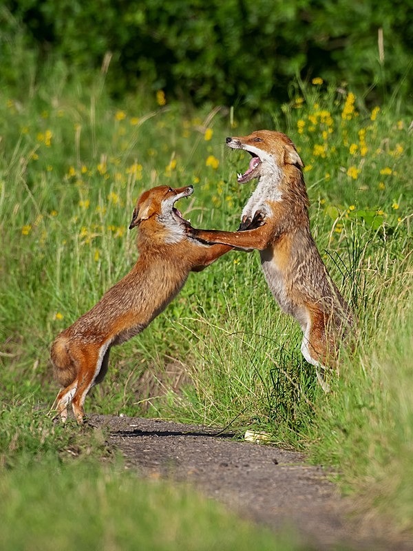 894C1860-Edit-2-Edit - THE FOX HIDE EXPERIENCE