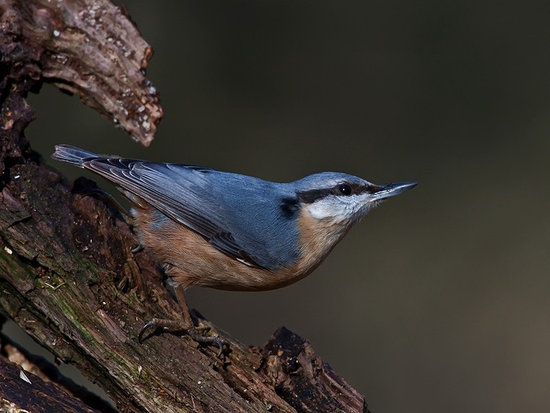 nt9 - woodland bird hide