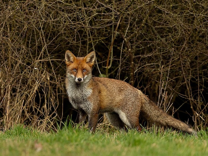 _F7A8865-Edit - THE FOX HIDE EXPERIENCE