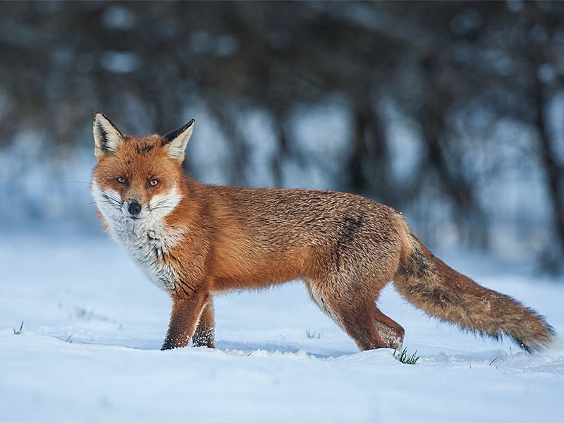 boris take3 - THE FOX HIDE EXPERIENCE