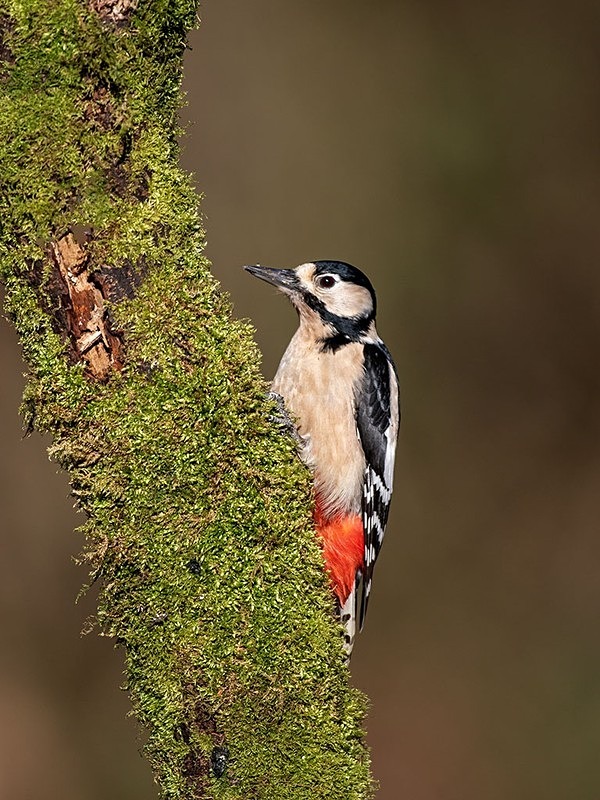 6M1A9719 - woodland bird hide