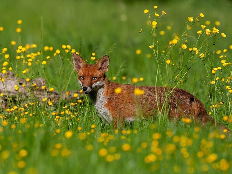 894C0545-Edit - THE FOX HIDE EXPERIENCE