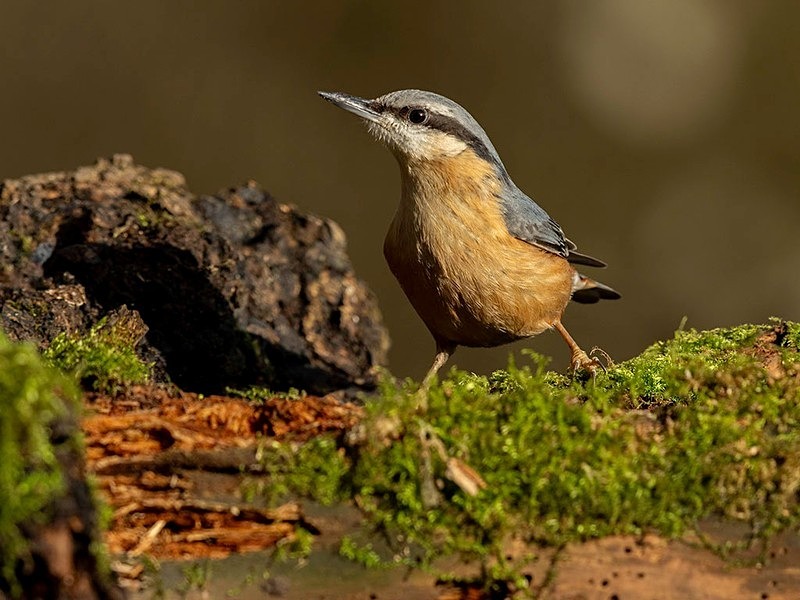 _F7A7558-Edit - woodland bird hide