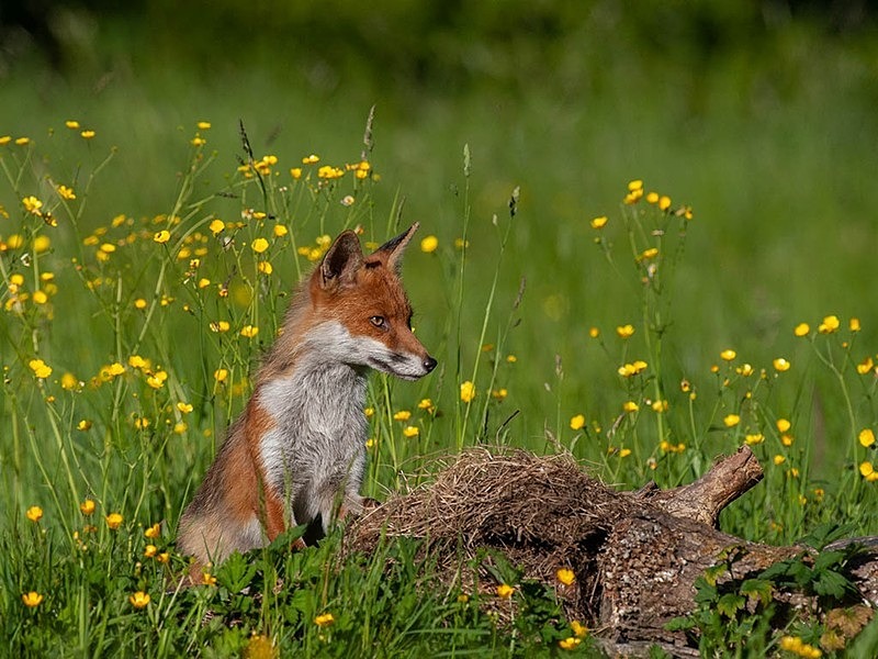 894C0731 - THE FOX HIDE EXPERIENCE