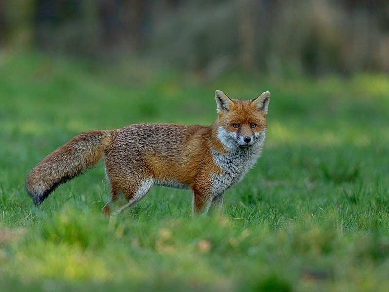 _F7A9515-Edit - THE FOX HIDE EXPERIENCE