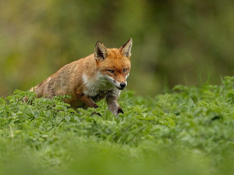 _F7A0763-Edit - THE FOX HIDE EXPERIENCE