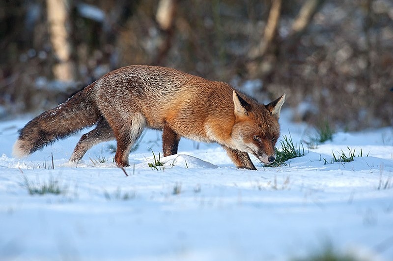 ild sb 3 - THE FOX HIDE EXPERIENCE